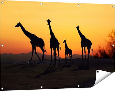 Gards Tuinposter Vier Giraffe Silhouetten bij Zonsondergang - 120x80 cm - Tuindoek - Tuindecoratie - Wanddecoratie buiten - Tuinschilderij