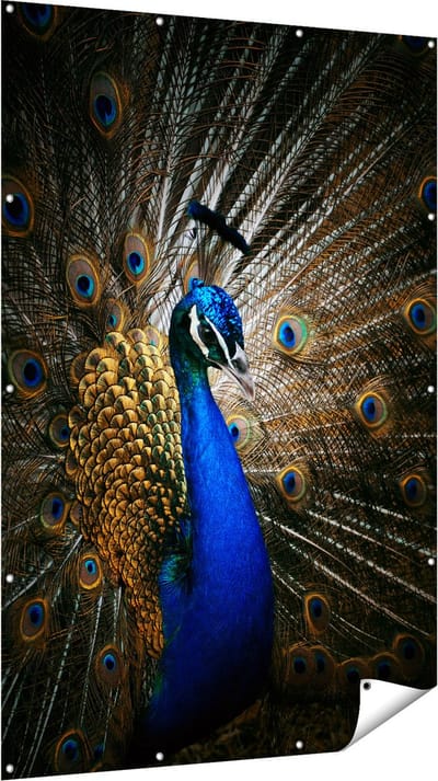 Gards Tuinposter Blauwe Pauw met Grote Veren - 120x180 cm - Tuindoek - Tuindecoratie - Wanddecoratie buiten - Tuinschilderij
