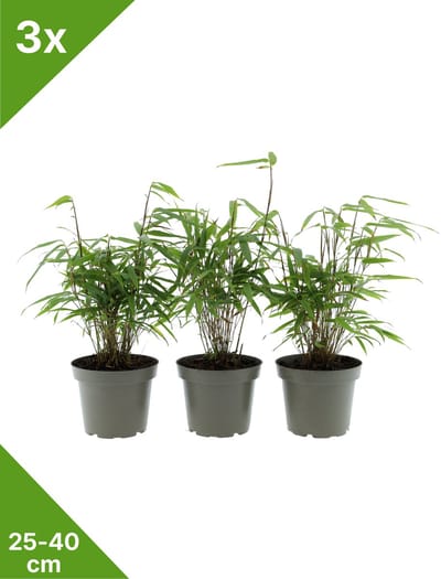 GARDENZO - 3x Fargesia 'Rufa' groene bladhoudende niet woekerende Bamboe x3 in C1 - 25-40 cm