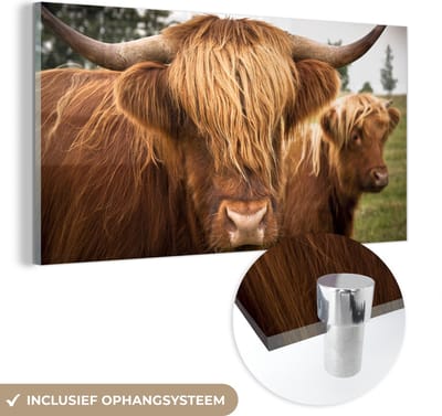 MuchoWow® Glasschilderij 40x20 cm - Schilderij acrylglas - Schotse Hooglanders - Bruin - Gras - Foto op glas - Schilderijen