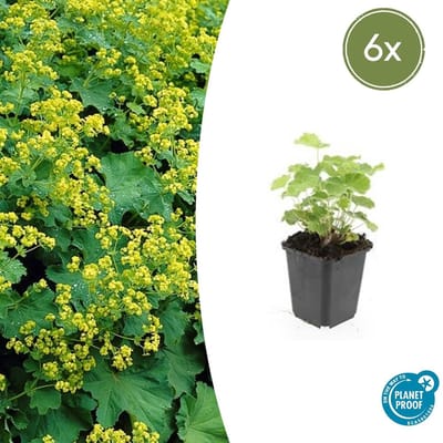 Tuinplantenshop.com | Alchemilla mollis | 6 stuks - Ø9cm - 10-25cm hoog - Tuinplant