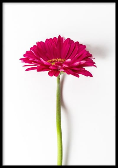 Poster Gerbera - 50x70cm - Bloem Poster