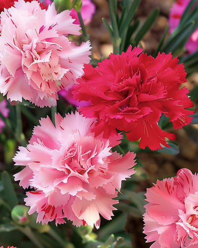 2 sets - Chabaud Anjer Zaden Dianthus Caryophyllus Eenjarig Gemengd
