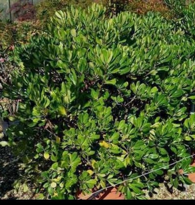 Pittosporum tobira - Australische Laurier 30- 40 cm in pot