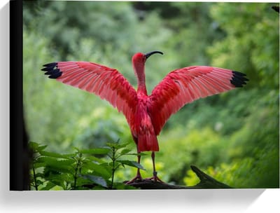 Canvas  - Roze Tropische Vogel  - 40x30cm Foto op Canvas Schilderij (Wanddecoratie op Canvas)