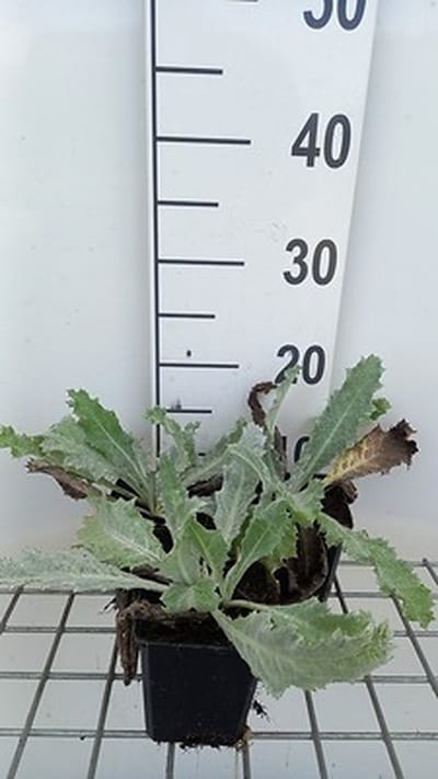 6x Ononis - Onopordum nervosum | 9x9 cm pot