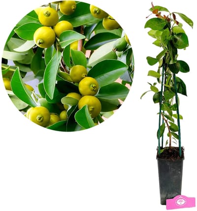 Psidium cattleianum var. luridum Yellow, Citroenguave, Hoogte 50-60cm, 2 liter pot