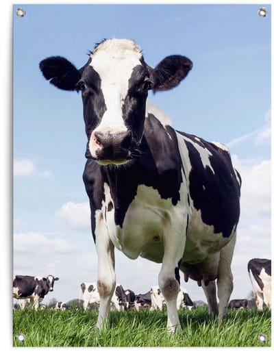 Tuinposter Dutch Cow - 80 x 60 - Canvas - REINDERS