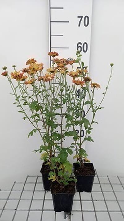6x Chrysanthemum - Chrysanthemum hybr. 'Dernier Soleil' | 9x9 cm pot