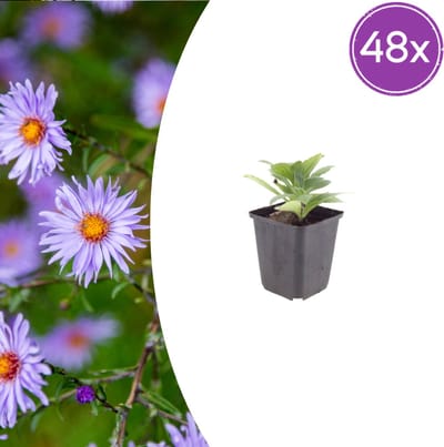 Tuinplantenshop.com | Aster frikartii 'Monch' | 48 stuks - Ø9cm - 10-25cm hoog - Tuinplant