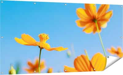 Gards Tuinposter Oranje Cosmea Bloemen - 160x80 cm - Tuindoek - Tuindecoratie - Wanddecoratie buiten - Tuinschilderij