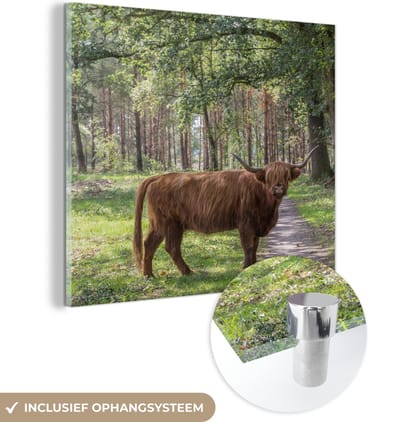MuchoWow® Glasschilderij 50x50 cm - Schilderij acrylglas - Schotse Hooglander - Pad - Boom - Foto op glas - Schilderijen