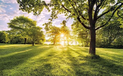 Fotobehang Golden Moment - Groen - 2,50m X 400cm