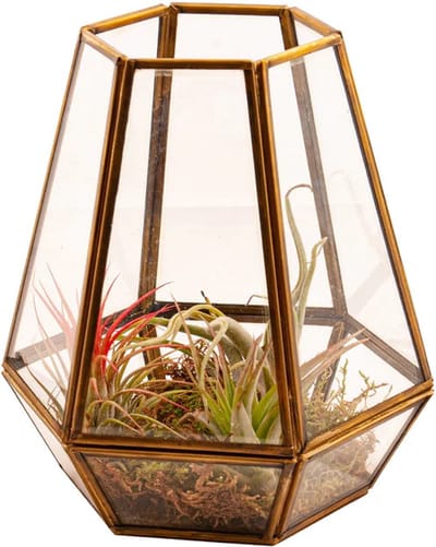 WinQ Glas Terrarium Goud 18x12 Cm - Planten Terrarium - Piramide Decoratief Windlicht - Handgemaakt Dik Glas Met Messing Omlijsting - Voor Cactus Vetplant En Tillandsia