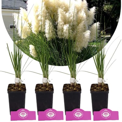 Set Van 4 Witte Pampasgras - Cortaderia Selloana 'White Plume' - Hoogte 35cm - 9cm pot
