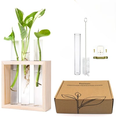 Homium Stekstation 3+1 vaasjes - hout - 16.5 cm - reageerbuisjes - glaasjes - hydrocultuur