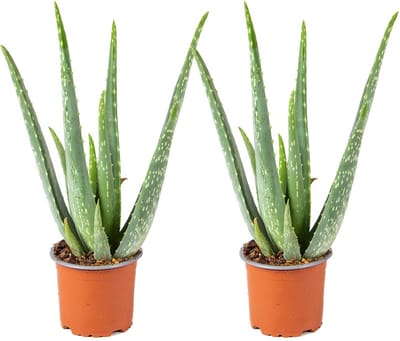 Bloomique - Set van 2 - Aloe Vera Plant - Kamerplanten - Vetplanten - Succulenten - Zeer Gemakkelijk in onderhoud - Hoogte 20-30 cm - Pot 10,5 cm