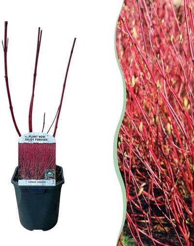Green boutiQ - Heesters - Cornus sibirica - Rode Takken - 1 Plant - Bladverliezend - Weinig Onderhoud - Pot 17cm Hoogte 45cm