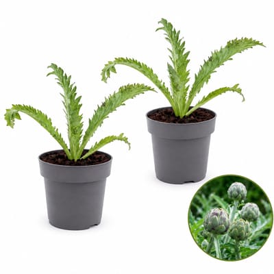 Artisjok Plant – 2 plantjes – Mediterrane Delicatesse – Decoratief & Eetbaar – Tuin de Bruijn