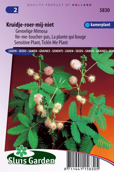 Sluis Garden - Kruidje-Roer-Mij-Niet (Mimosa)