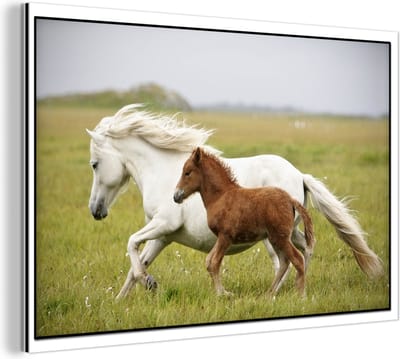 Wanddecoratie Metaal - Aluminium Schilderij Industrieel - Paarden - Dieren - Gras - 30x20 cm - Dibond - Foto op aluminium - Industriële muurdecoratie - Voor de woonkamer/slaapkamer