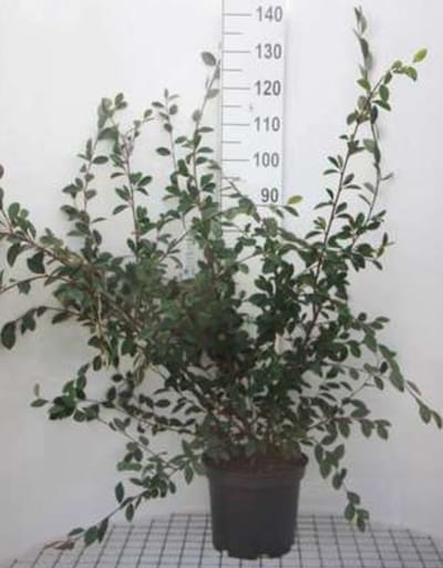 Cotoneaster lacteus - Grootbladige Glansmispel 60- 80 cm in pot