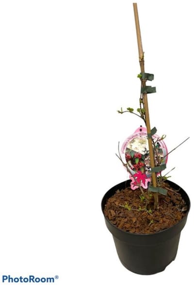 Plants Online - Tuinplanten - Heesters - Set van 1 - Viburnum plicatum Kilimandjaro Sunrise - 3 liter pot - Plant 40-50 cm