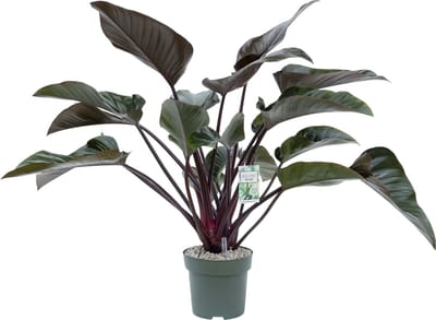 Beautanic Lifestyle - Philodendron - 90 Cm - Ø 27 - 1 Stuks
