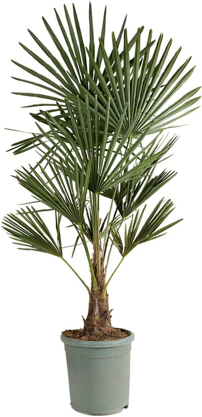 Bloomique - Trachycarpus Fortunei - Chinese Waaierpalm - Palmboom Winterhard - Tuinplanten - Hoogte 120-150 cm - Pot 30 cm