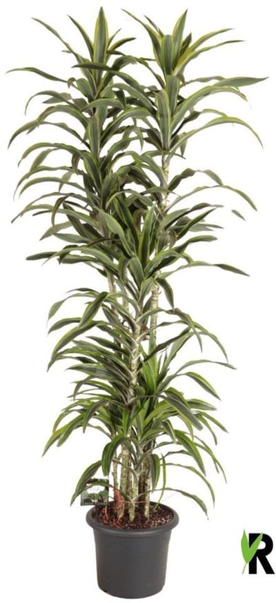Dracaena Fragrans Lemon Lime Carrousel 220 cm - Kamerplant - Potmaat Ø40 cm