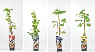 Fruitplanten mix Klein - Set van 4 fruitplanten - 1 Rode aalbes, 1 Blauwe bosbes, 1 Gele framboos en 1 Blauwe druif - hoogte 30/40 cm