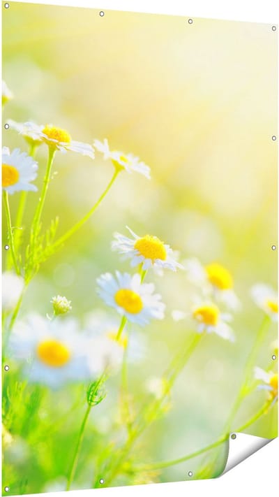 Gards Tuinposter Witte Kamille Bloemen met Zonneschijn - 120x180 cm - Tuindoek - Tuindecoratie - Wanddecoratie buiten - Tuinschilderij
