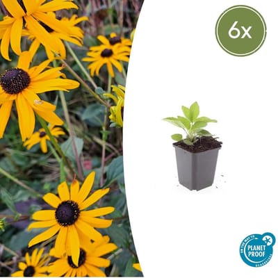 Tuinplantenshop.com | Rudbeckia fulgida 'Goldsturm' | 6 stuks - Ø9cm - 10-25cm hoog - Tuinplant