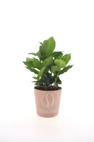 Coffea Arabica | 30cm | Terracotta "Coffee"