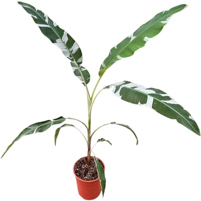 Musa Florida - Kamerplant - Potmaat Ø27 cm