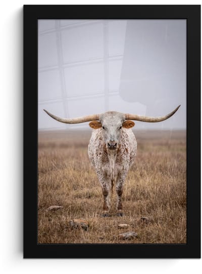Poster in lijst - Fotolijst 20x30 cm - Posters - Longhorn - Grasveld - Dier - Posterlijst zwart - Decoratie - Wanddecoratie woonkamer - Muurdecoratie slaapkamer