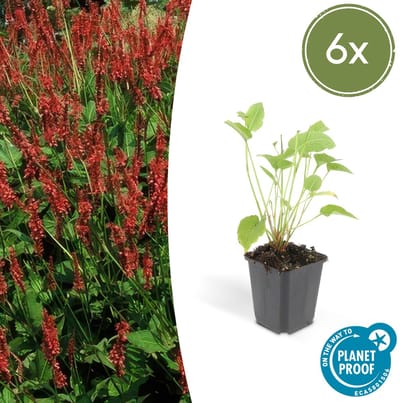 Trendyplants - Persicaria amplexicaulis - 6 stuks - Duizendknoop - Winterhard - Hoogte 10-30 cm - Potmaat Ø9cm