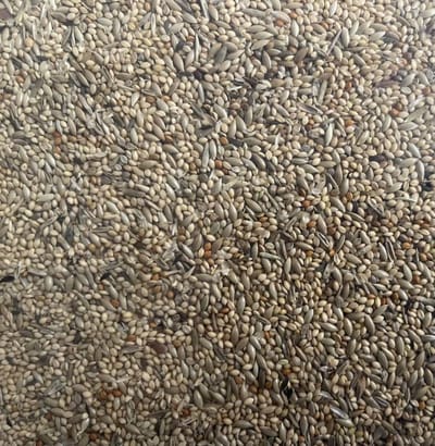 Afrikaanse Prachtvinkenzaad Thei Brentjes Slaats - Overige zaden - Vogelzaad - Vogelvoer - Vuurvink (Lagonosticta senegala)