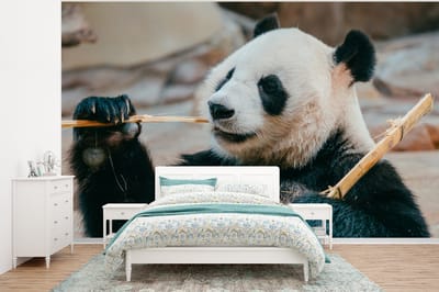 Behang - Fotobehang Panda - Beren - Bamboe - Breedte 375 cm x hoogte 280 cm