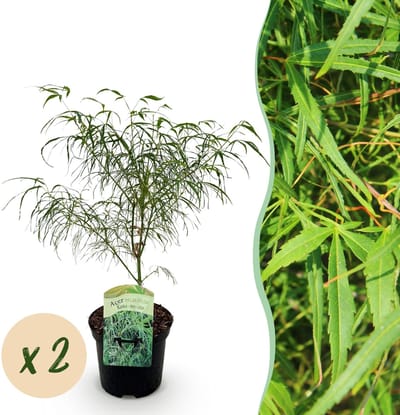 Green boutiQ - Terrasplant - Japanse Esdoorn - Acer palmatum Koto-no-ito - Groen - 2 Planten - Bladverliezend - Pot 19cm Hoogte 70cm