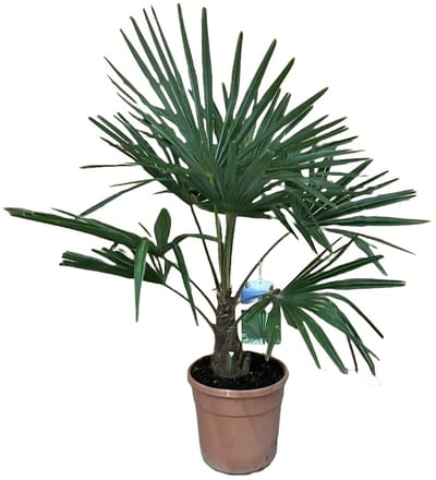 Trachycarpus fortunei - Hoogte 100cm - Pot 24cm