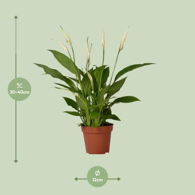 Spathiphyllum Bingo Cupido - Lepeplant - Kamerplant - Ø 12 cm - Hoogte: 45 cm