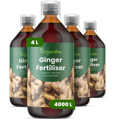 Vloeibare Meststof Voor Gember 4X1 L Voor 4000 L - Npk 2-1-8 - Krachtige Groei - Verbetert Grootte En Structuur Van De Wortelstokken - Ondersteunt Consistente Seizoensprestaties - Organifer