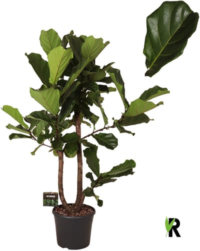 Ficus Lyrata vertakt 160 cm - Kamerplant - Potmaat Ø35 cm