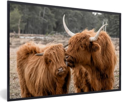 Fotolijst incl. Poster - Schotse hooglander - Dieren - Bos - 120x80 cm - Posterlijst