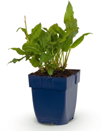 Green boutiQ - Vasteplant - Persicaria ampl. Rosea - Duizendknoop - Schaduw - Roze - 1 Plant - Pot 11cm - Hoogte 15-25cm
