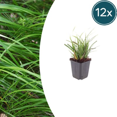 Tuinplantenshop.com | Carex morrowii | 12 stuks - Ø9cm - 10-25cm hoog - Tuinplant