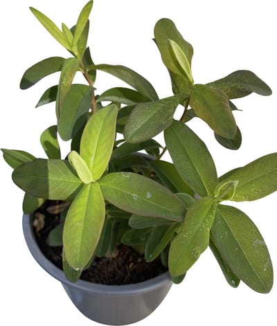 12x Herfsthooi, Sint Janskruid - Hypericum calycinum | 9x9 cm pot