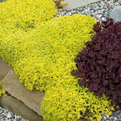 50 x Vetkruid of Muurpeper Geel|Groen - Bodembedekker Winterhard - Sedum acre Aureum in 9x9cm pot met hoogte 5-10cm