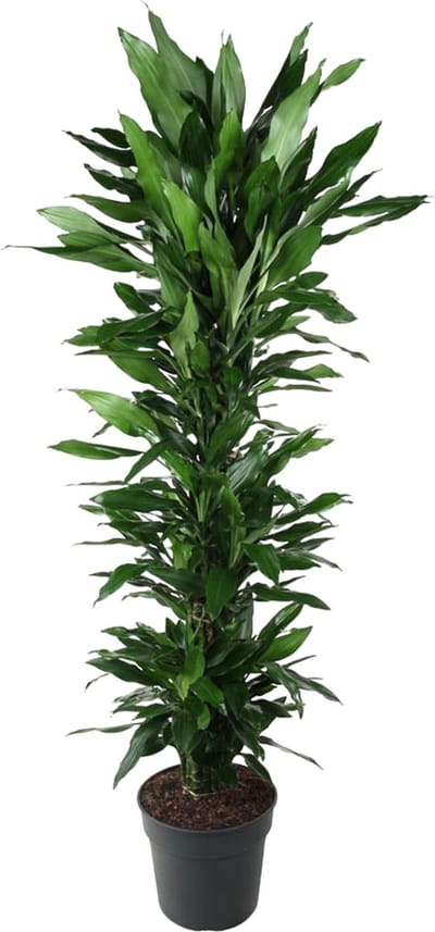 Luxe Dracaena Janet Lind vertakt - 170 cm - Ideaal voor Gezonde Binnenlucht